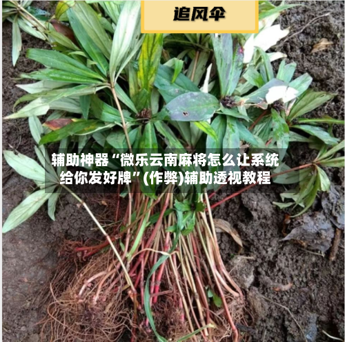 辅助神器“微乐云南麻将怎么让系统给你发好牌	”(作弊)辅助透视教程-第3张图片