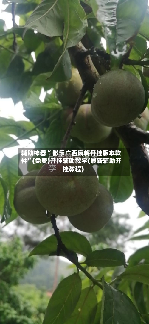 辅助神器“ 微乐广西麻将开挂版本软件”(免费)开挂辅助教学(最新辅助开挂教程)