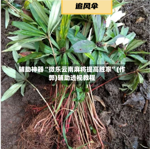 辅助神器“微乐云南麻将提高胜率”(作弊)辅助透视教程