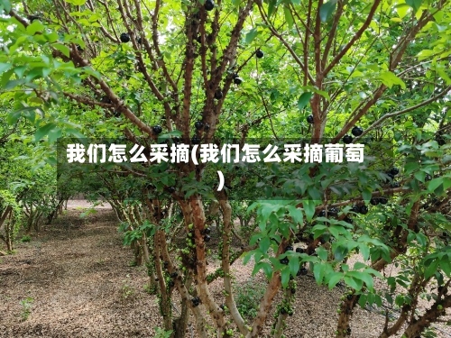 我们怎么采摘(我们怎么采摘葡萄)